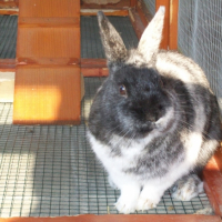 Photo #247031 de Bunny