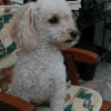 Image006