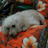 Image011