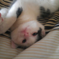 Photo #247100 de Gigi