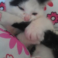 Photo #247101 de Gigi