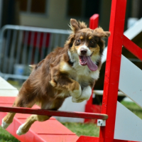 les débuts d'agility  de Gitane