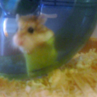 Photo #247130 de Chamalow