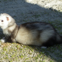 Photo #247154 de Rio