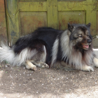 Photo #247246 de Phalko .........  spitz loup