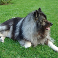 Photo #247247 de Phalko .........  spitz loup