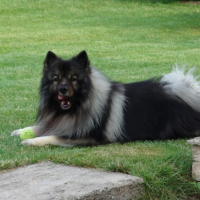 Photo #247248 de Phalko .........  spitz loup
