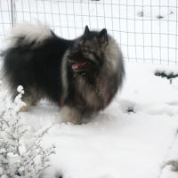 Photo #247251 de Phalko .........  spitz loup