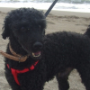 SAM  A  LA  MER!!!!!