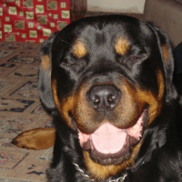Photo #247296 de Blazie boo