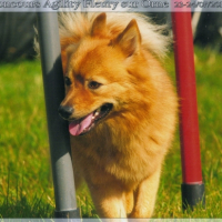 Photo #247328 de Rox