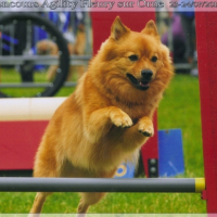 Photo #247330 de Rox