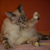 Photo #247333 de Suki