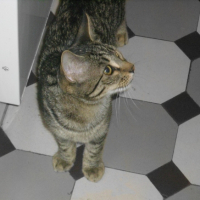 Photo #247340 de Syam
