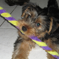 Photo #247383 de Guizmo