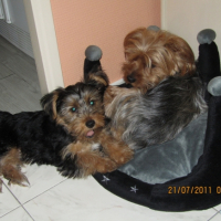 Photo #247384 de Guizmo
