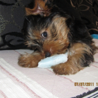 Photo #247385 de Guizmo