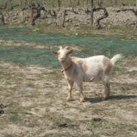 Photo #247424 de Cerise