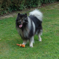 Photo #247440 de Phalko .........  spitz loup