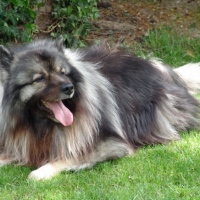 Photo #247445 de Phalko .........  spitz loup