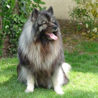 Photo #247447 de Phalko .........  spitz loup
