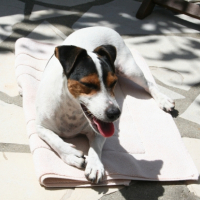 Photo #247449 de Doogy