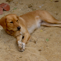 Photo #247456 de Dixi