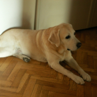 Photo #247476 de Ramses