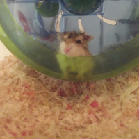 Photo #247478 de Chamalow