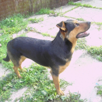 Photo #247499 de Falcon
