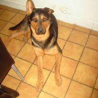 Photo #247500 de Falcon