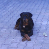 tixie et le nonos 1