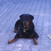 tixie et le nonos 2