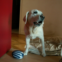 Photo #247527 de Ramses