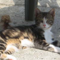 Photo #247532 de Copeau