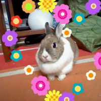 Photo #247554 de Lilas