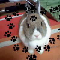 Photo #247555 de Lilas