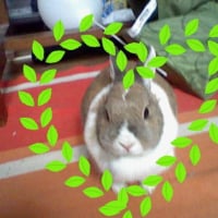 Photo #247556 de Lilas