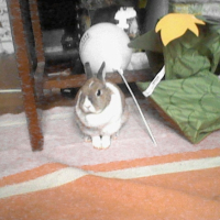 Photo #247562 de Lilas