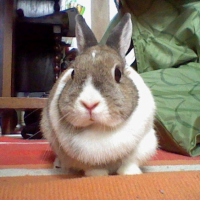 Photo #247563 de Lilas