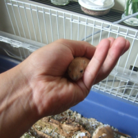 Photo #247598 de Nenette