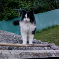 Photo #247624 de Zorro