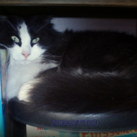 Photo #247629 de Zorro