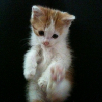 Photo #247649 de Ferrero