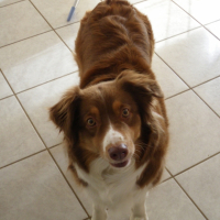 Photo #247654 de Tonic