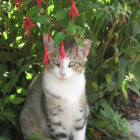 Photo #247687 de Grysou