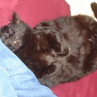 Photo #247703 de Titi