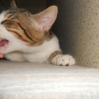 Photo #247726 de Ratatouille