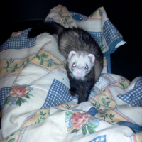 Photo #247736 de Taho