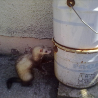 Photo #247738 de Taho